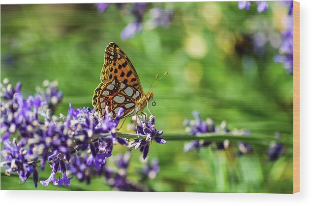 Queen Of Spain Fritillary Wood Print featuring the photograph Queen of Spain fritillary in profile on the blue lavender by Torbjorn Swenelius