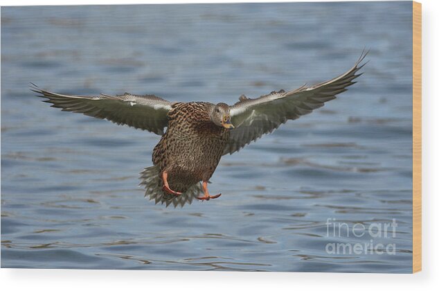 Ducks Wood Print featuring the photograph Ready For Landing by Robert WK Clark