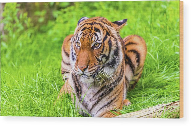 Animal Wood Print featuring the photograph Ready to Pounce by Dheeraj Mutha