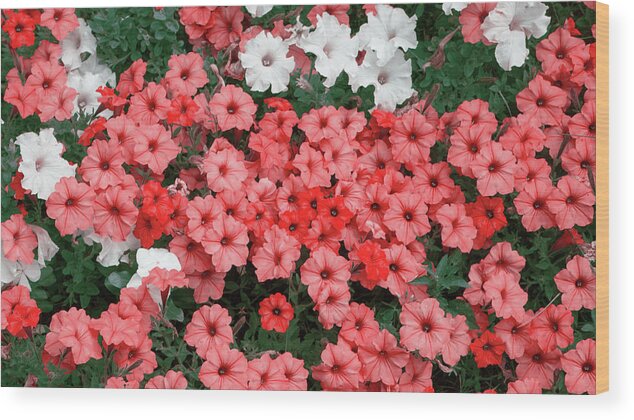 Red Wood Print featuring the photograph Red Petunias in Bunches by Jason Fink