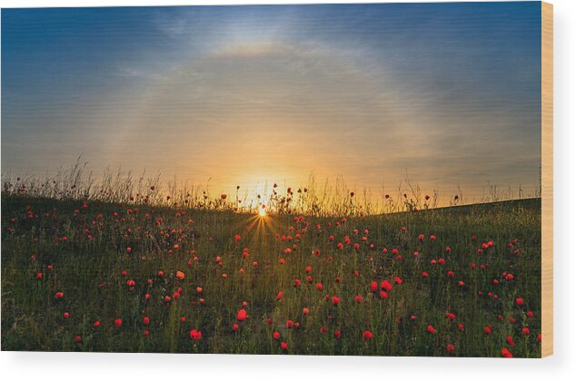 Red Wood Print featuring the photograph Red Poppies And Sunrise by Hua Zhu