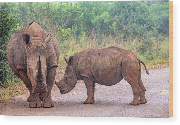 Africa Wood Print featuring the photograph Rhino Roadblock in Hluhluwe by Marcy Wielfaert