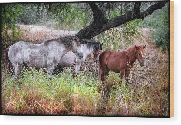 Horses Wood Print featuring the photograph Salt River Wild Horses by Elaine Malott