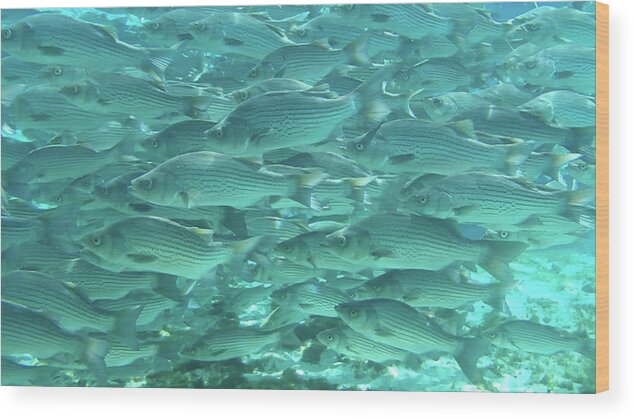 School Wood Print featuring the photograph School of Fish, Natural Spring by Philip And Robbie Bracco
