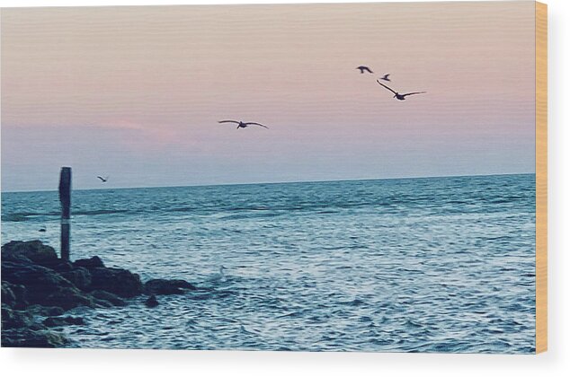 Birds Wood Print featuring the photograph Seabirds Feeding at Sunset in Captiva Island Florida off the Jetty by Shelly Tschupp