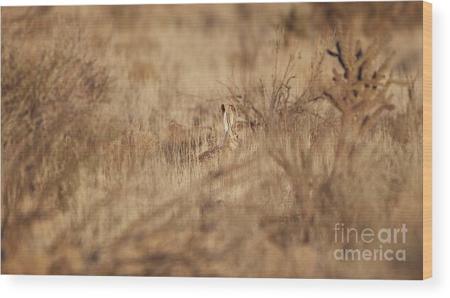 Desert Rabbit Wood Print featuring the photograph Southwest Bunny by Robert WK Clark