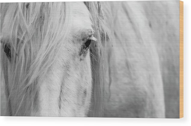 Wild Horse Wood Print featuring the photograph Spirit of the Wild by Holly Ross