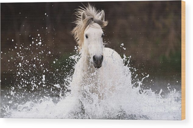 Action Wood Print featuring the photograph Splashing Horse by Shannon Hastings