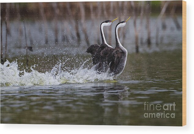 Grebe Wood Print featuring the photograph Splashy Dancers by Ruth Jolly