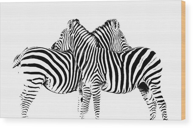 Zebra Wood Print featuring the photograph Stripes by Hamish Mitchell