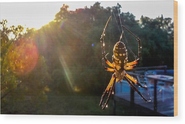 Spider Wood Print featuring the photograph Sun Spider by Ivars Vilums