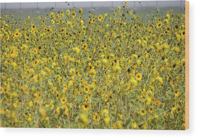 Sunflowers Wood Print featuring the photograph Sunflower Explosion by Jonathan Thompson