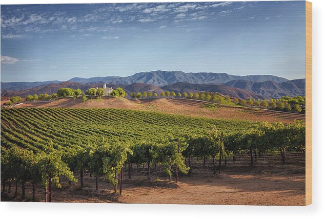  Wood Print featuring the photograph Temecula Winery and Lioness Vineyard by Catherine Walters