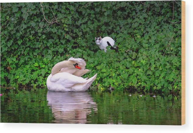 Cat Wood Print featuring the photograph The Cat and the Swan by Micah Offman