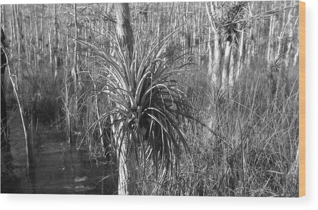 Florida Wood Print featuring the photograph The Heart of The Glades by Lindsey Floyd