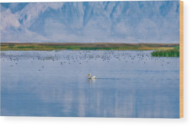 Pelican Wood Print featuring the photograph The Pelican by Kate Hannon