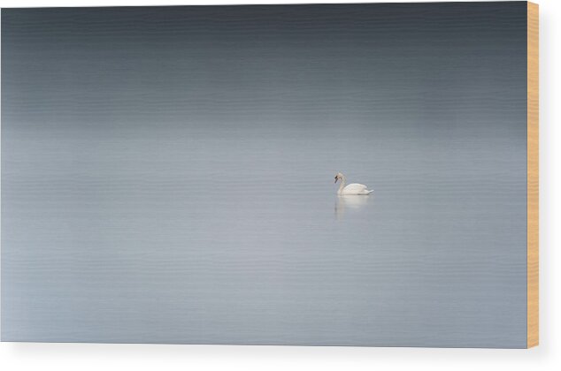 Swan Wood Print featuring the photograph The Sad Swan by Benny Pettersson