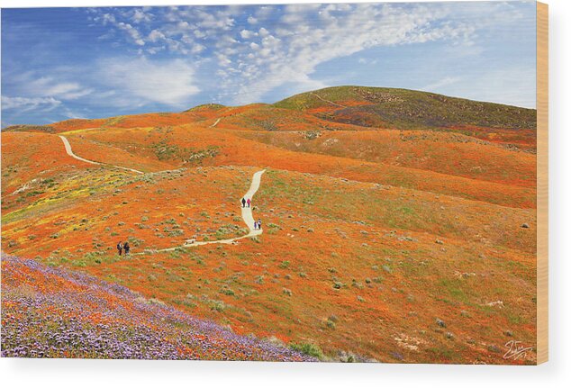 Antelope Valley Poppy Reserve Wood Print featuring the photograph The Trail Through The Poppies by Endre Balogh
