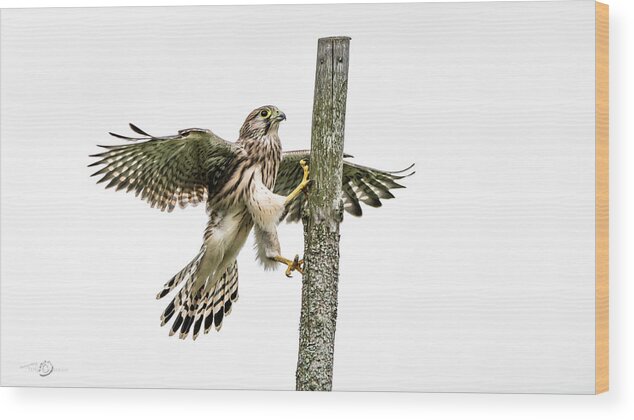 Kestrel Wood Print featuring the photograph The young Kestrel climbing on a wooden fence pole by Torbjorn Swenelius