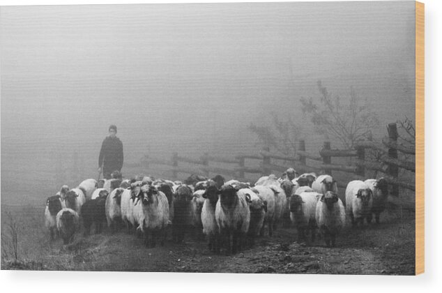 Sheep Wood Print featuring the photograph Transhumance by Sveduneac Dorin Lucian