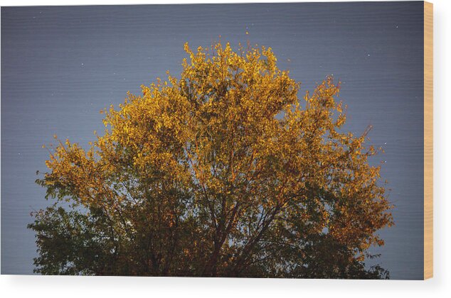 Astrophotography Wood Print featuring the photograph Tree and Stars Wide by Jason Fink