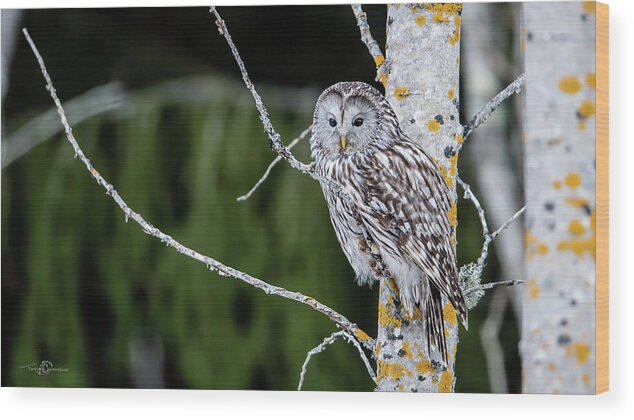 Ural Owl Wood Print featuring the photograph Ural owl perching on an aspen twig by Torbjorn Swenelius