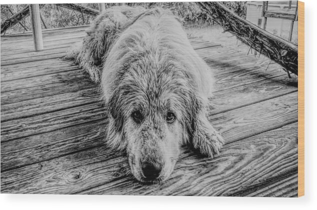 Dog Wood Print featuring the photograph Wet Dog Beau by Ivars Vilums