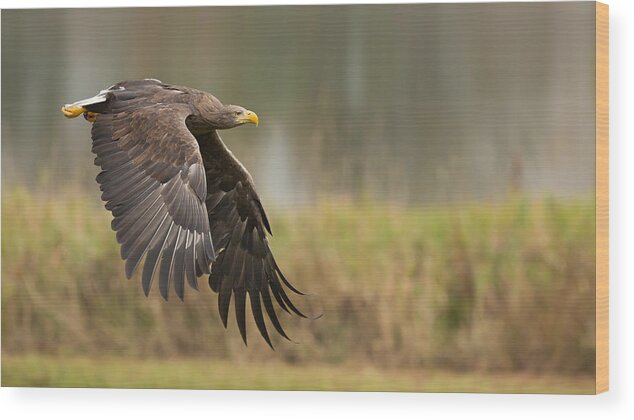 Eagle Wood Print featuring the photograph White-tailed Eagle by Milan Zygmunt
