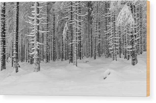 Photography Wood Print featuring the photograph winter forest, Harz by Andreas Levi