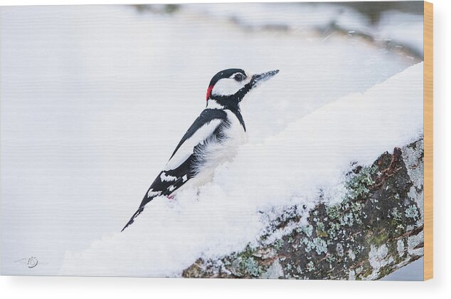 Woodpecker On Snow Wood Print featuring the photograph Woodpecker on a snowy branch by Torbjorn Swenelius