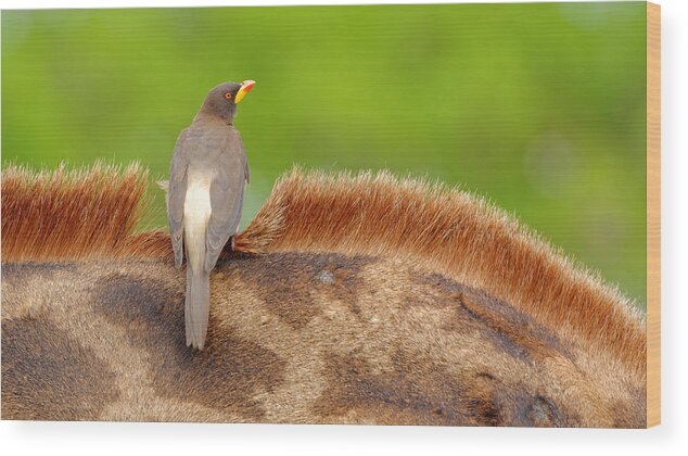 Oxpecker Wood Print featuring the photograph Yellow-billed Oxpecker by Kahi