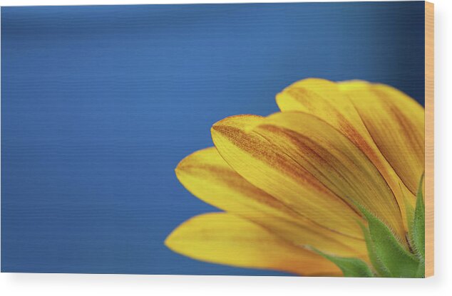 Clear Sky Wood Print featuring the photograph Yellow Flower by Www.asif-ali.com