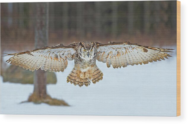 Great Horned Owl Wood Print featuring the photograph Great Horned Owl #1 by CR Courson