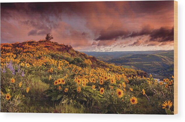 Rowena Crest Sunrise Wood Print featuring the photograph Rowena Crest Sunrise by Wes and Dotty Weber