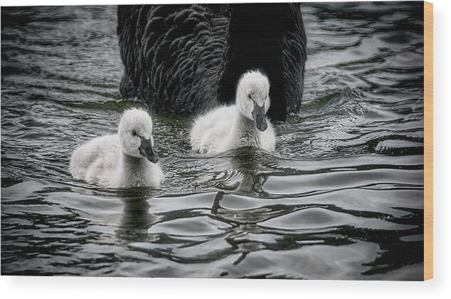 Black Swan Cygnets Wood Print featuring the photograph Young 'uns, Black Swan Cygnets #2 by Zayne Diamond