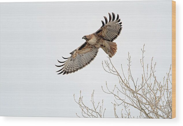 Stillwater Wildlife Refuge Wood Print featuring the photograph Red Tailed Hawk 7 #2 by Rick Mosher