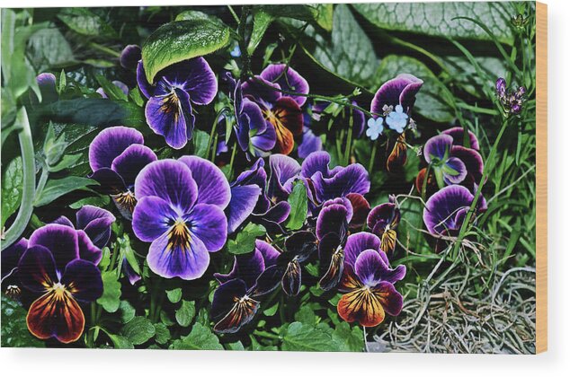 Pansies Wood Print featuring the photograph 2020 Pansies and Forget-Me-Nots by Janis Senungetuk