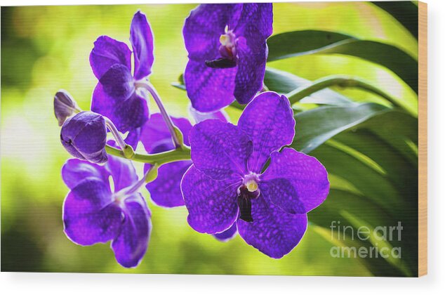 Background Wood Print featuring the photograph Purple Orchid Flowers #21 by Raul Rodriguez