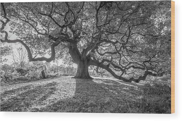 Trees Wood Print featuring the photograph Old oak #3 by Remigiusz MARCZAK