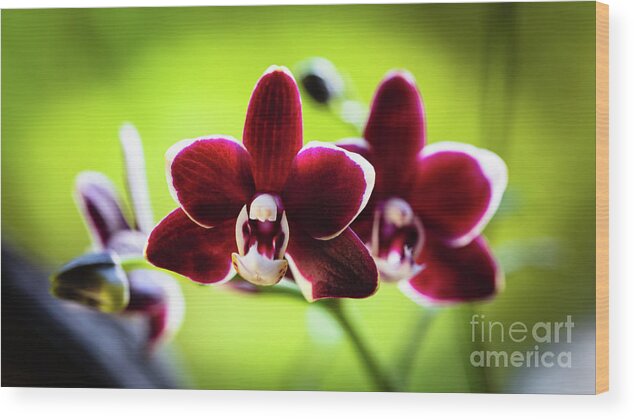 Background Wood Print featuring the photograph Red Orchid Flower #3 by Raul Rodriguez