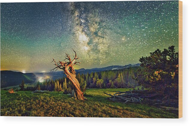 Colorado Wood Print featuring the photograph A Bristlecone Tree Against a Starry Sky. by Lena Owens - OLena Art Vibrant Palette Knife and Graphic Design
