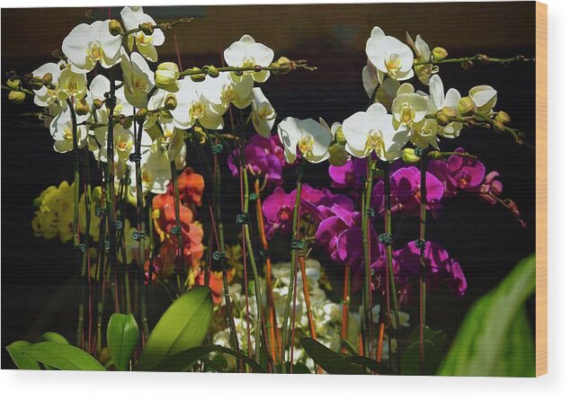 Orchids Wood Print featuring the photograph A Time For Beauty by Ira Shander