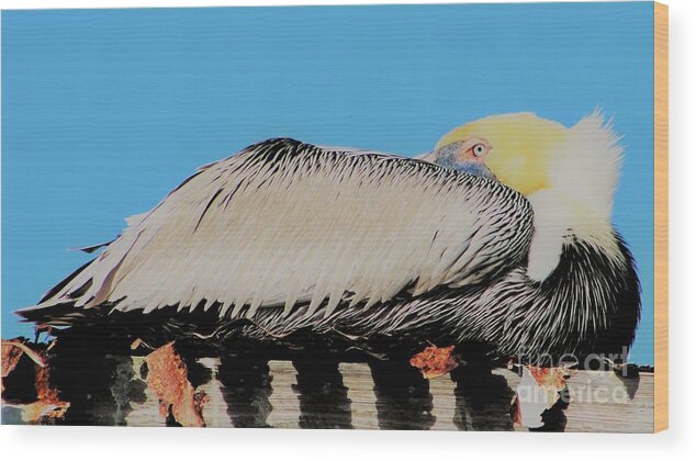 Pelican Wood Print featuring the photograph A Time to Rest by Joanne Carey