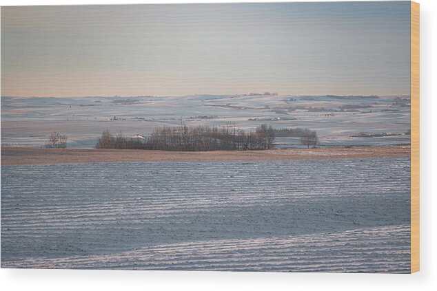 Agriculture Wood Print featuring the photograph Alberta winter wheat farm landscape by Karen Rispin