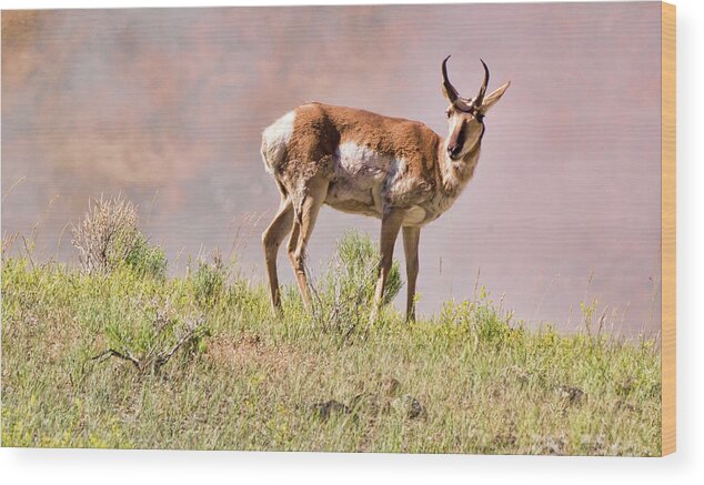 Antelope Wood Print featuring the photograph Antelope by Joe Granita