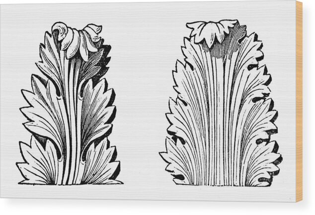 Engraving Wood Print featuring the drawing Antique illustration of Greek Acanthus (ornament) by Ilbusca
