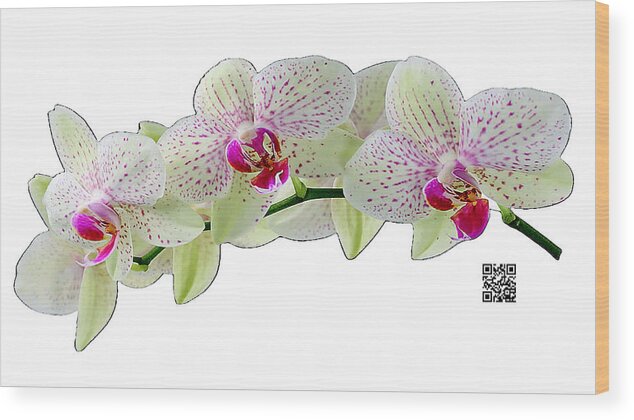 Orchids Wood Print featuring the mixed media As Delicate as You by Rafael Salazar