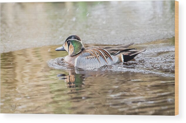 Baikal Teal Wood Print featuring the photograph Baikal Teal, a beautiful and rare visitor in Sweden by Torbjorn Swenelius
