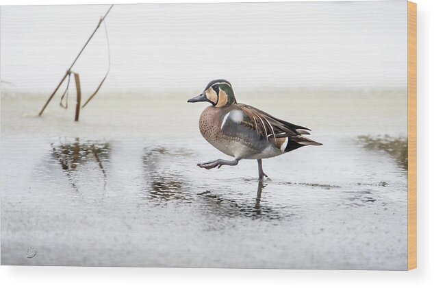 Baikal Teal Wood Print featuring the photograph Baikal Teal, the beautiful and rare visitor in Sweden, walks wit by Torbjorn Swenelius