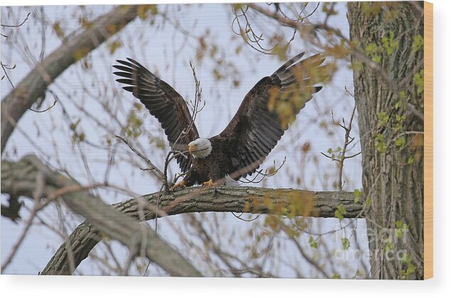 Bald Eagle Wood Print featuring the photograph Bald Eagle Breaking Off Branch For Nest 1734 by Jack Schultz